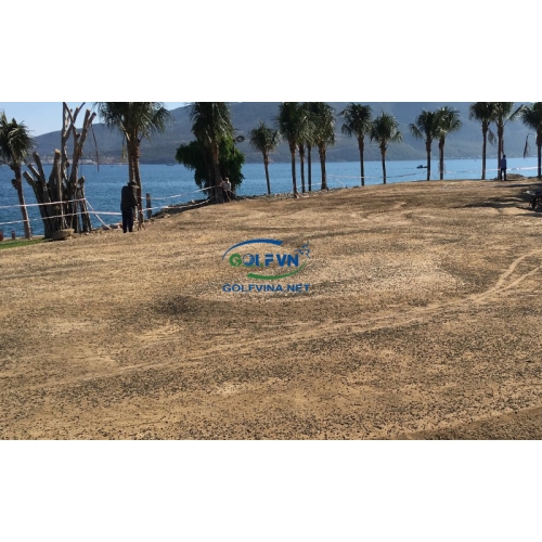 QUI TRÌNH THI CÔNG CỎ GOLF TỰ NHIÊN
