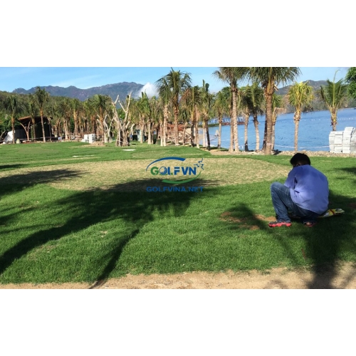 QUI TRÌNH THI CÔNG CỎ GOLF TỰ NHIÊN
