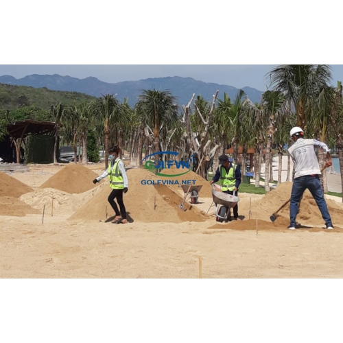 QUI TRÌNH THI CÔNG CỎ GOLF TỰ NHIÊN