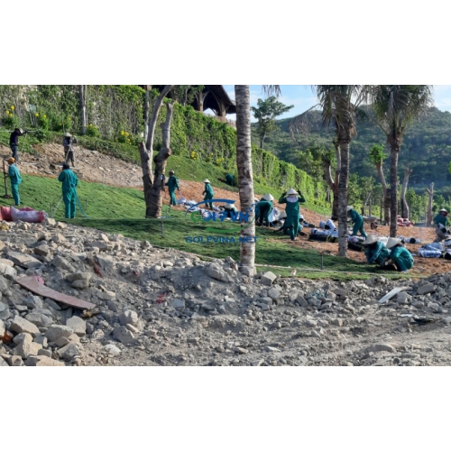 QUI TRÌNH THI CÔNG CỎ GOLF TỰ NHIÊN